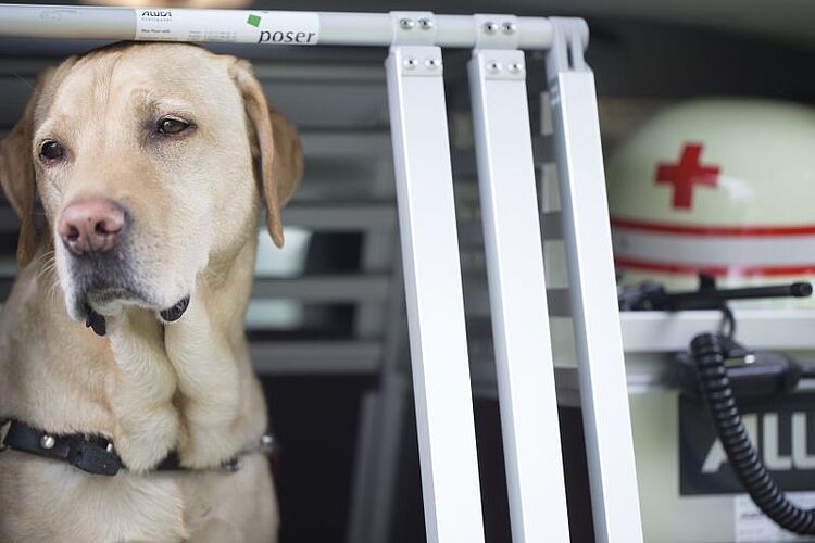 Rettungshundestaffel des DRK in Köln